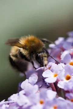 Bee on Buddleia davidii Stock Photos