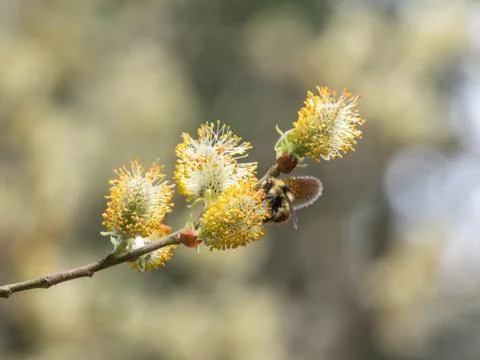 Bee on buds Stock Photos