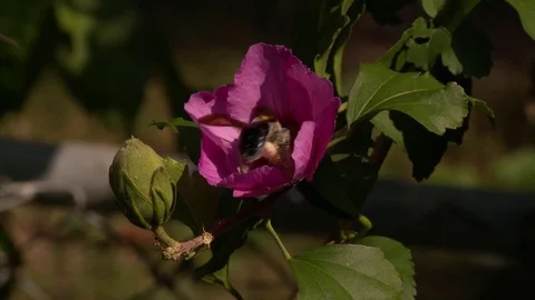 Bee bumble flower pollen Stock Footage 81605952