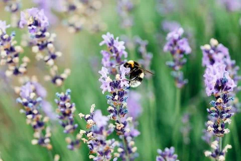Bee bumblebee collects nectar in lavender field, close up Stock-Fotos