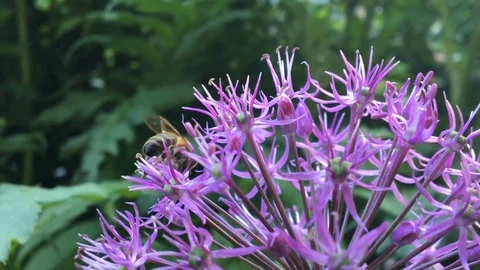 Bee bumblebee flying and flower 動画素材 75793377