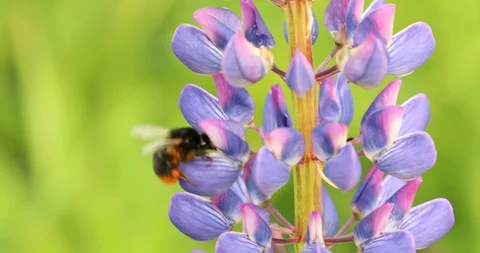 Bee bumblebee flying and flower Video stock 95082054