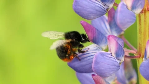 Bee bumblebee flying and flower Video stock 95083053