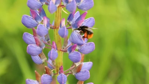 Bee bumblebee flying and flower Stock Footage