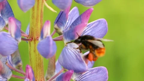Bee bumblebee flying and flower Stock Footage 95084092