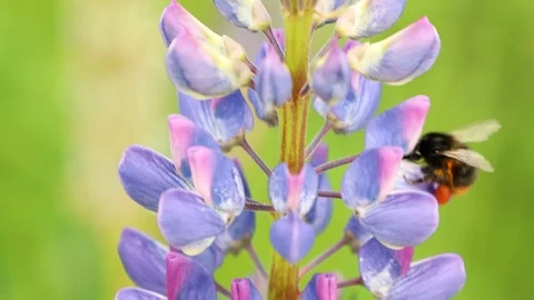 Bee bumblebee flying and flower Video stock 95086076