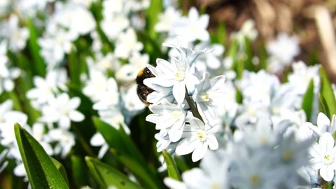 Bee bumblebee flying and flower, slow motion Stock Footage 106809484