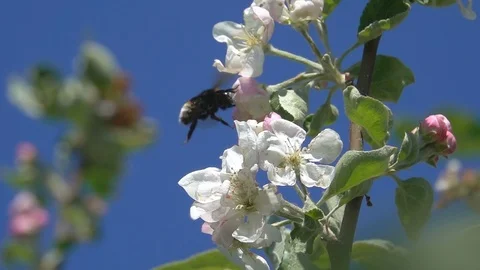 Bee bumblebee flying on apple flowers Stock Footage 90258622