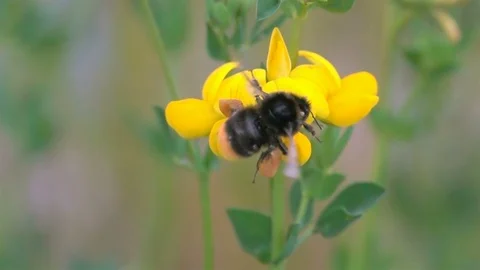 Bee BumbleBee Flying on Flowers Stock Footage 90896561