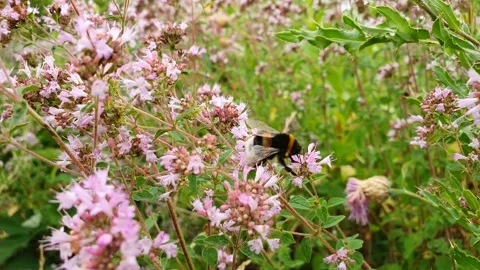 Bee bumblebee flying on a nature flower meadow Stock Footage 140378073