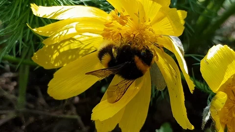 Bee BumbleBee Flying on Yellow Flowers with many Pollen Stock Footage 110708089