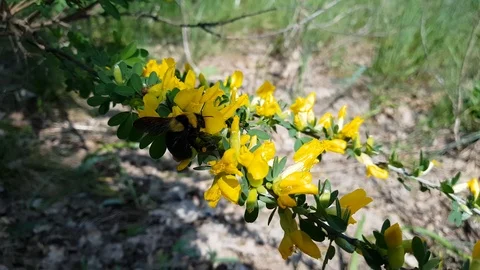 Bee BumbleBee Flying on Yellow Flowers with many Pollen Stock Footage 110708117