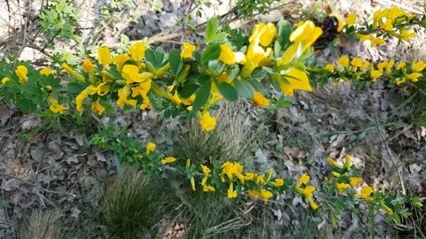 Bee BumbleBee Flying on Yellow Flowers with many Pollen Stock Footage 110708131