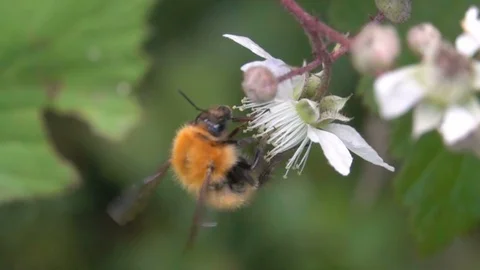 Bee Bumblebee Gathering Pollen Flying on White Flowers Stock-Footage 90757656