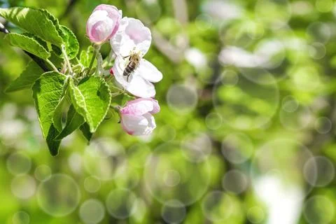 Bee bumblebee picking nectar on flower of apple,cherry, apricot tree in gar.. Stock Photos