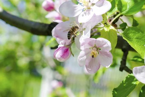 Bee bumblebee picking nectar on white pink flower of apple, cherry, apricot.. Foto stock