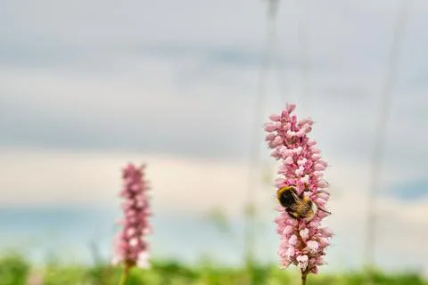Bee, bumblebee on pink flower, snakeweed , bistort in the meadow in summer Stock Photos