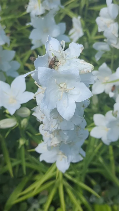 A bee, bumblebee pollinates delphinium flowers, collects nectar Stock Footage 276962308
