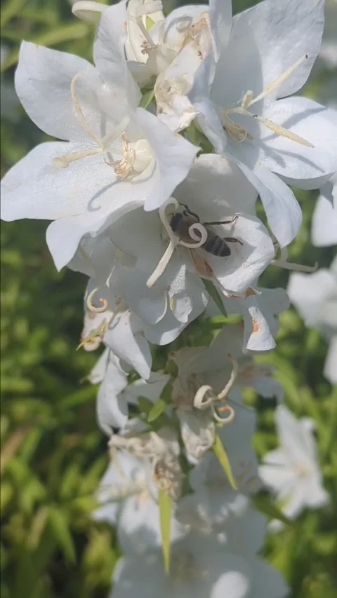 A bee, bumblebee pollinates delphinium flowers, collects nectar Stock Footage 276962309