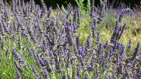 Bee bumblebee pollinates lavender flowers Stock Footage 115215583