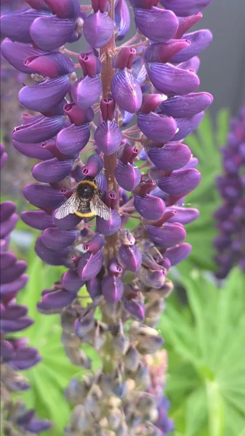 A bee, bumblebee pollinates lupine flowers, collects nectar Stock Footage 276962285