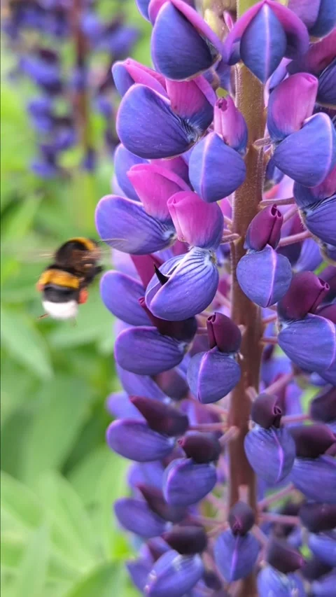 A bee, bumblebee pollinates lupine flowers, collects nectar Stock Footage 276962286