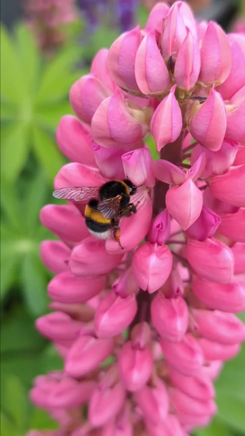 A bee, bumblebee pollinates lupine flowers, collects nectar Stock Footage 276962293