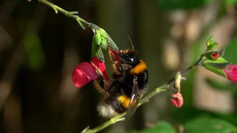 Bee bumblebee on a sage red flowers. Stock Footage 278532019