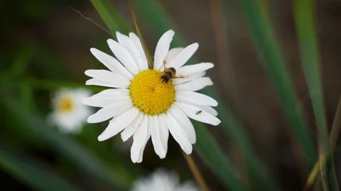 Bee bumblebee wasp on a large garden Daisy collects nectar, slow motion, close-u Stock Footage 108937004