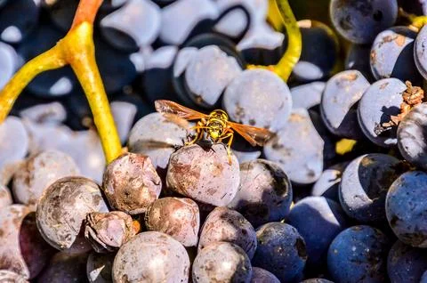 A bee is on a bunch of grapes Stock Photos