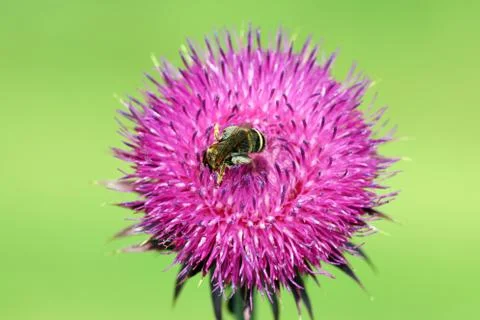 Bee on burdock flower close up spring season 스톡 사진