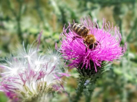 Bee on burdock Stock Photos