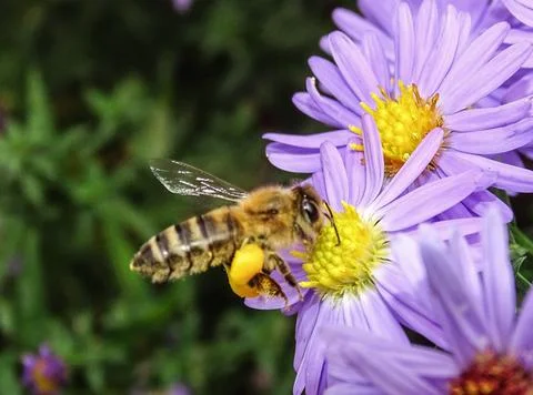 Bee on a Bushy Aster flower. Macro bee Stock Photos