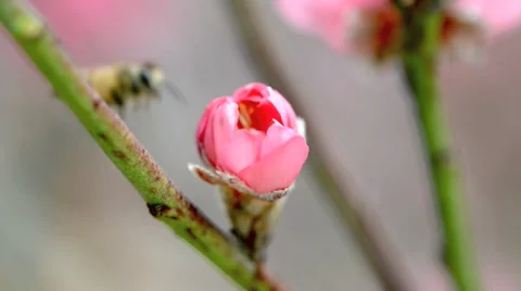 A bee busy drinking nectar from the flower Stock Footage 34501553