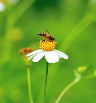 A bee busy drinking nectar from the flower Stock Photos