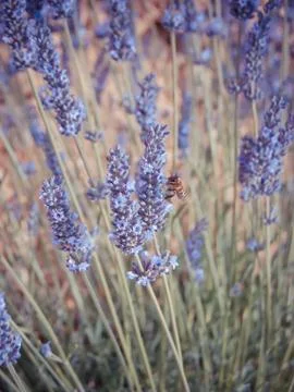 A bee buzzed in the lavender fields. Stock Photos