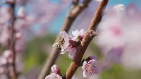 Bee buzzes among the pink flowers of the tree Stock Footage 301913298