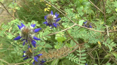 A Bee Buzzes around Flowers and Collects Pollen Video stock 60766590