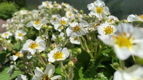The bee buzzes, flies and pollinates strawberry flowers in the garden Stock Footage 201282063