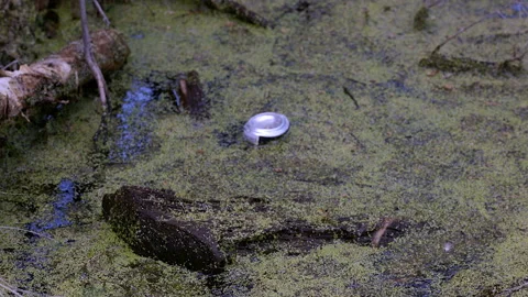 Bee buzzes floating can in algae infested swamp Stock Footage 165798190