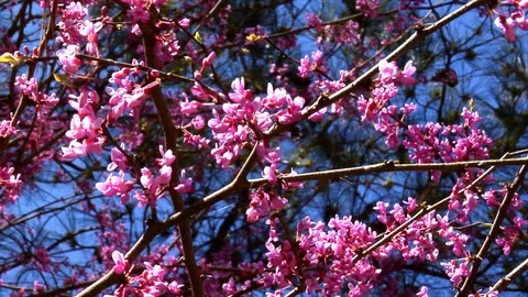 A Bee Buzzes a Redbud Blooms Stock Footage 105069366