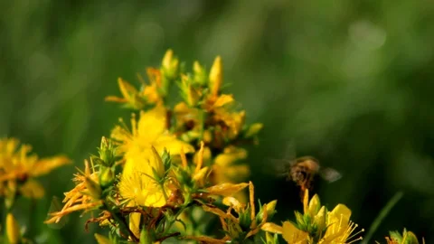 Bee buzzing about yellow flowers that sway slightly in the wind Stock Footage 91375830