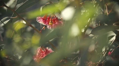 Bee buzzing and landing on flower in slow motion.mp4 Vidéo 47778468