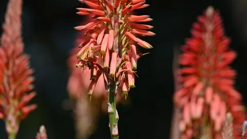 Bee buzzing around on a aloe Stock Footage 339001320