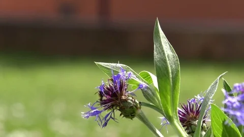 Bee buzzing around and landing on a cornflower Stock Footage 76769904