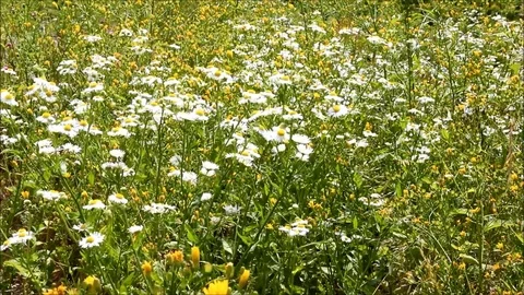 A bee buzzing around a camomile bush Stock Footage 77861350