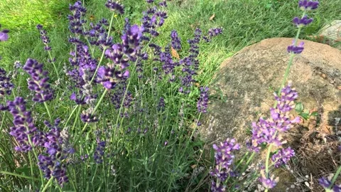 Bee buzzing around  lavender plants in a rock garden Stock Footage 290792656