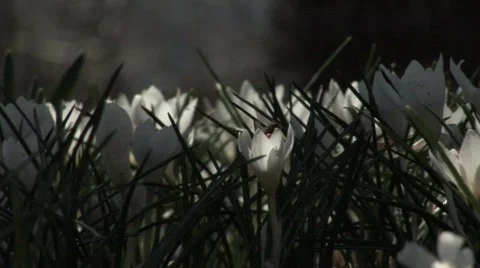 Bee buzzing in flowers 1 Stock Footage 364238