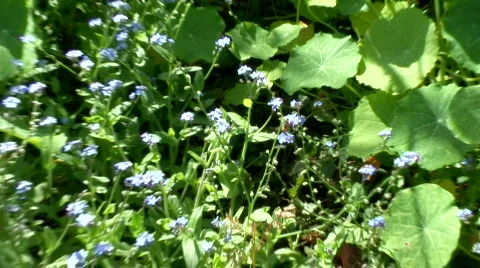 Bee buzzing through beautiful wild flowers. Close-Up. 動画素材 112048