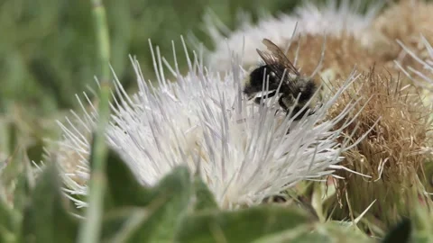 Bee in Cactus Flower Stock Footage 147356812